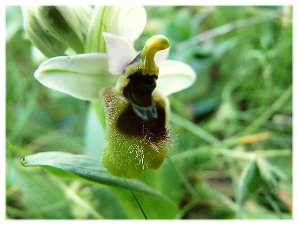 Ophrys tenthredinifera